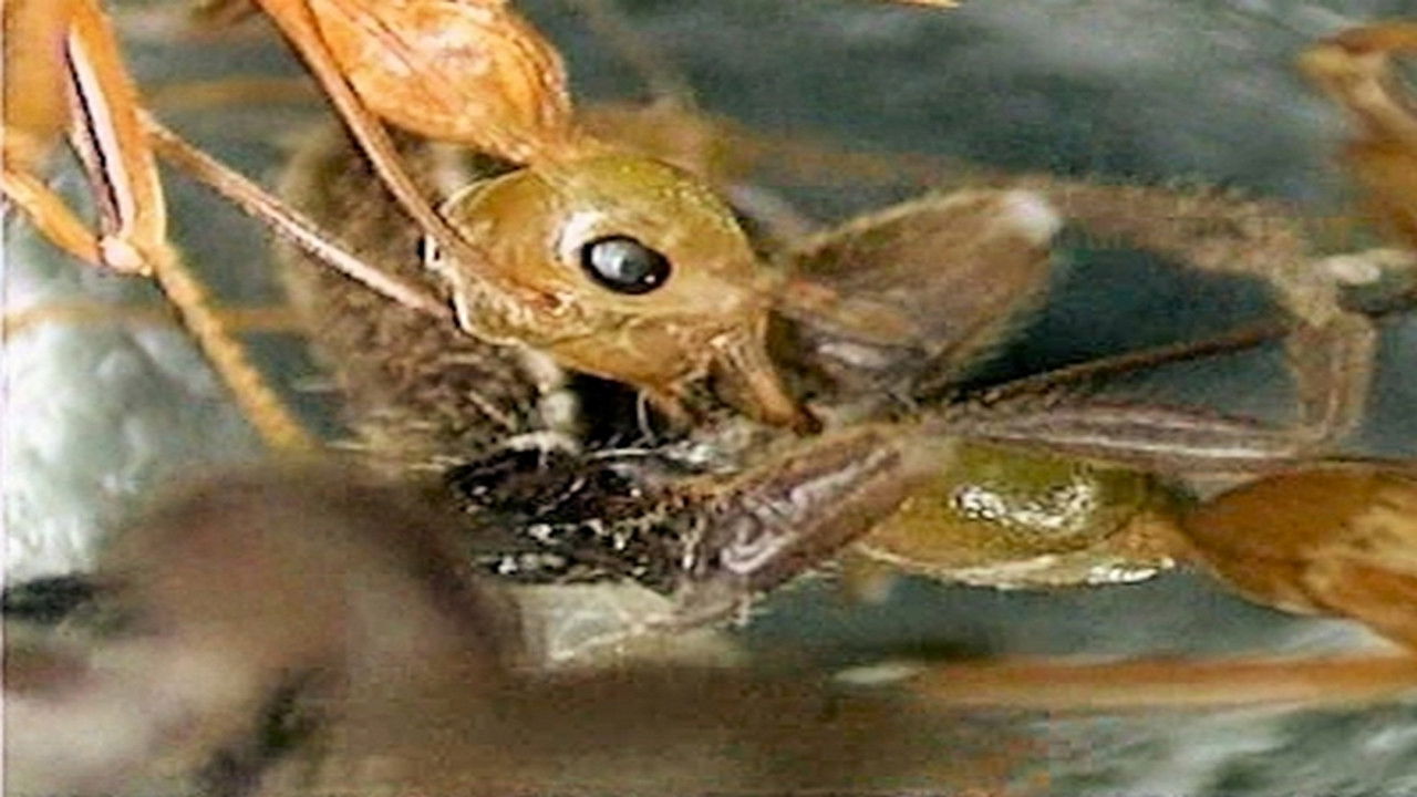 Animaux trop humains — Médecine animale