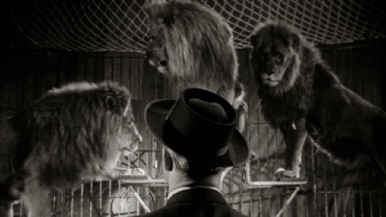 Not Afraid of Big Animals backdrop