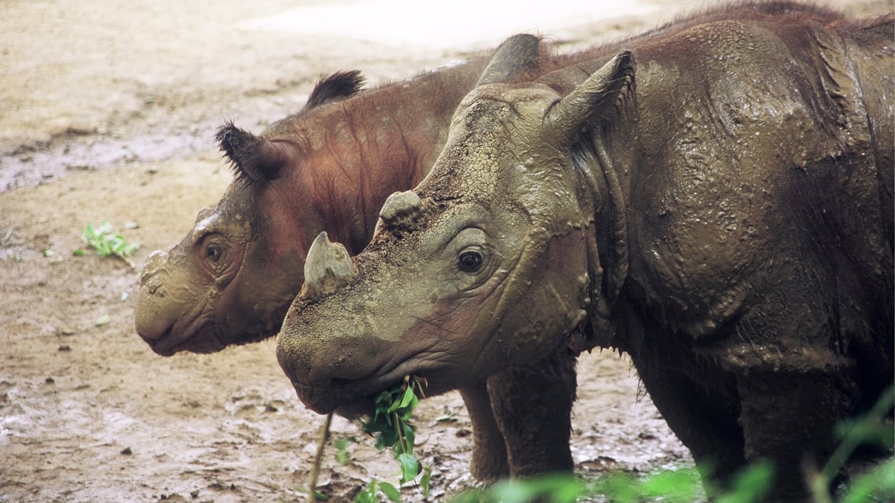Nature - Season 25 Episode 5 : Rhinoceros