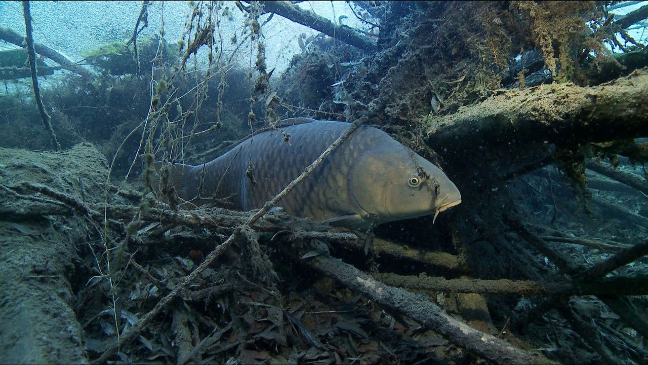 L'Allemagne sauvage — Épisode 2