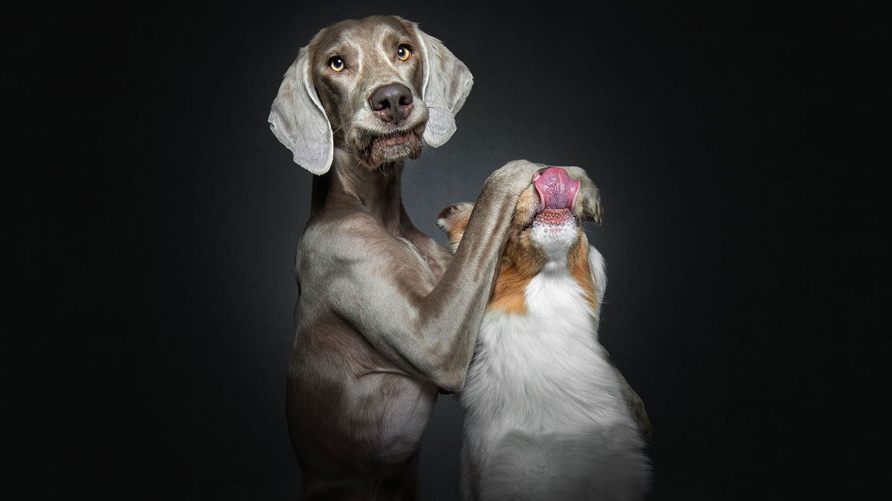 Le Dessous des images — Portraits de chiens