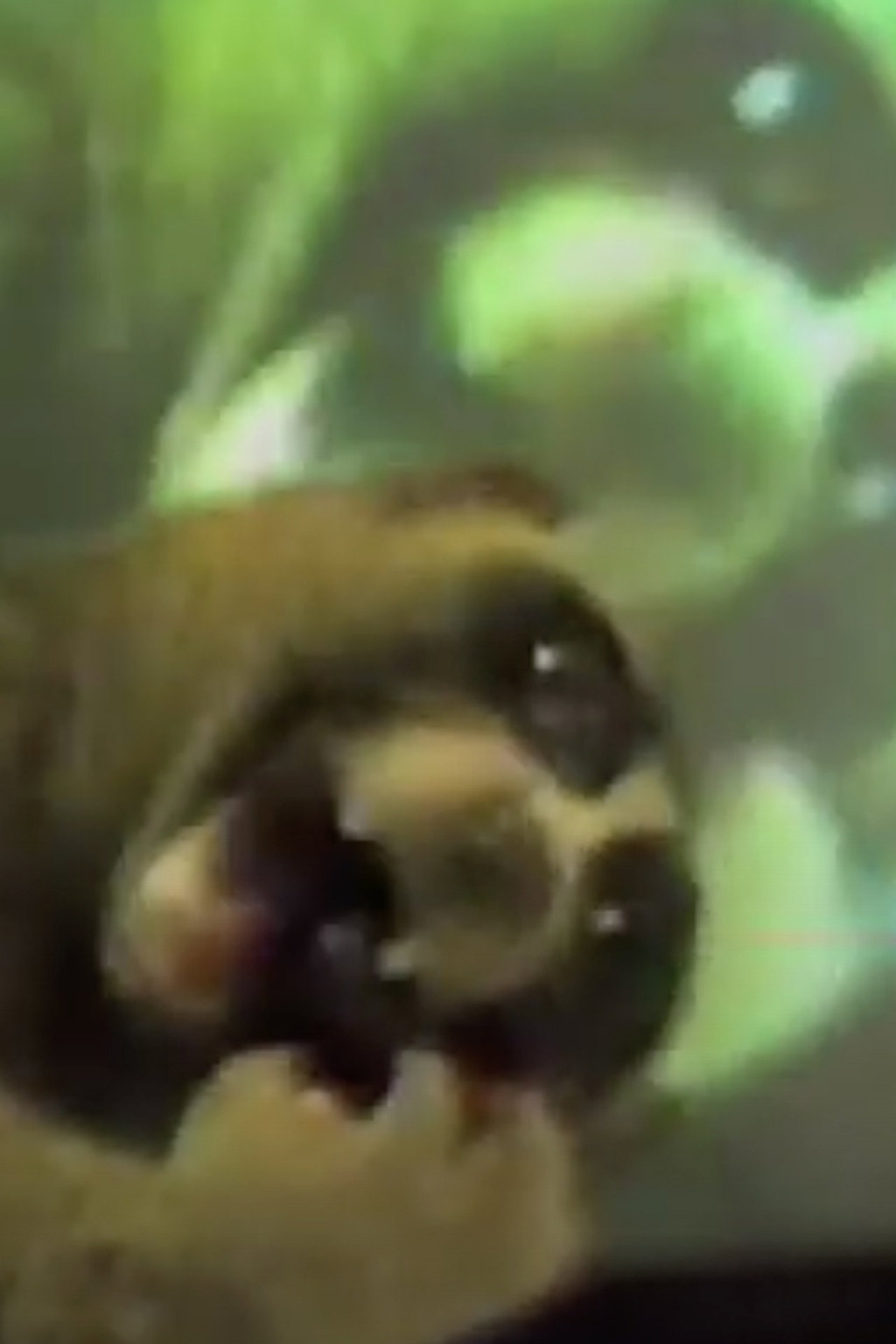 E.T. Watches the T.V.