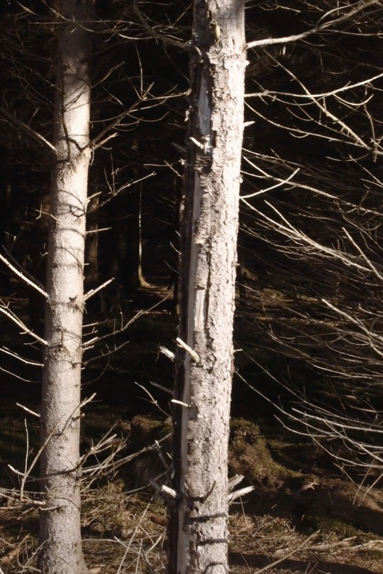 Recreational Forest