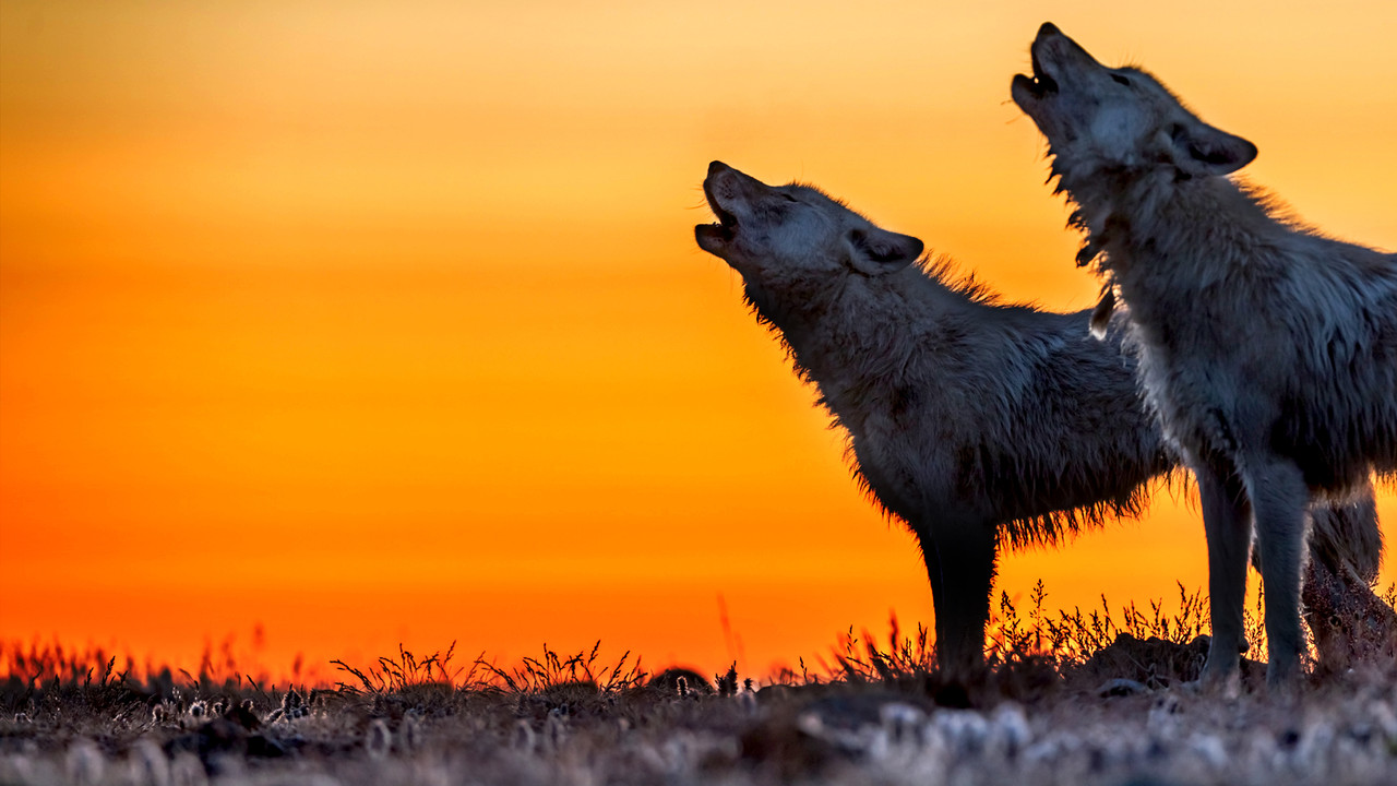 Kingdom of the White Wolf