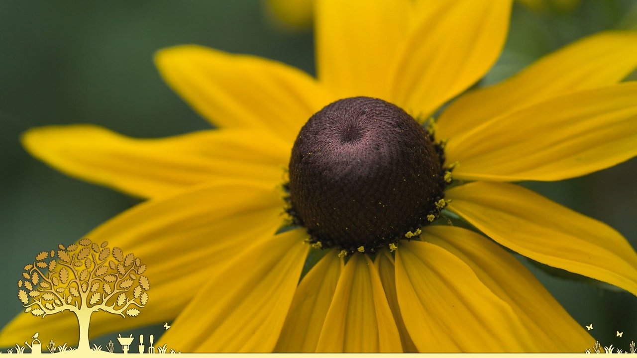 Gardeners' World - Season 54 Episode 23 : Episode 23