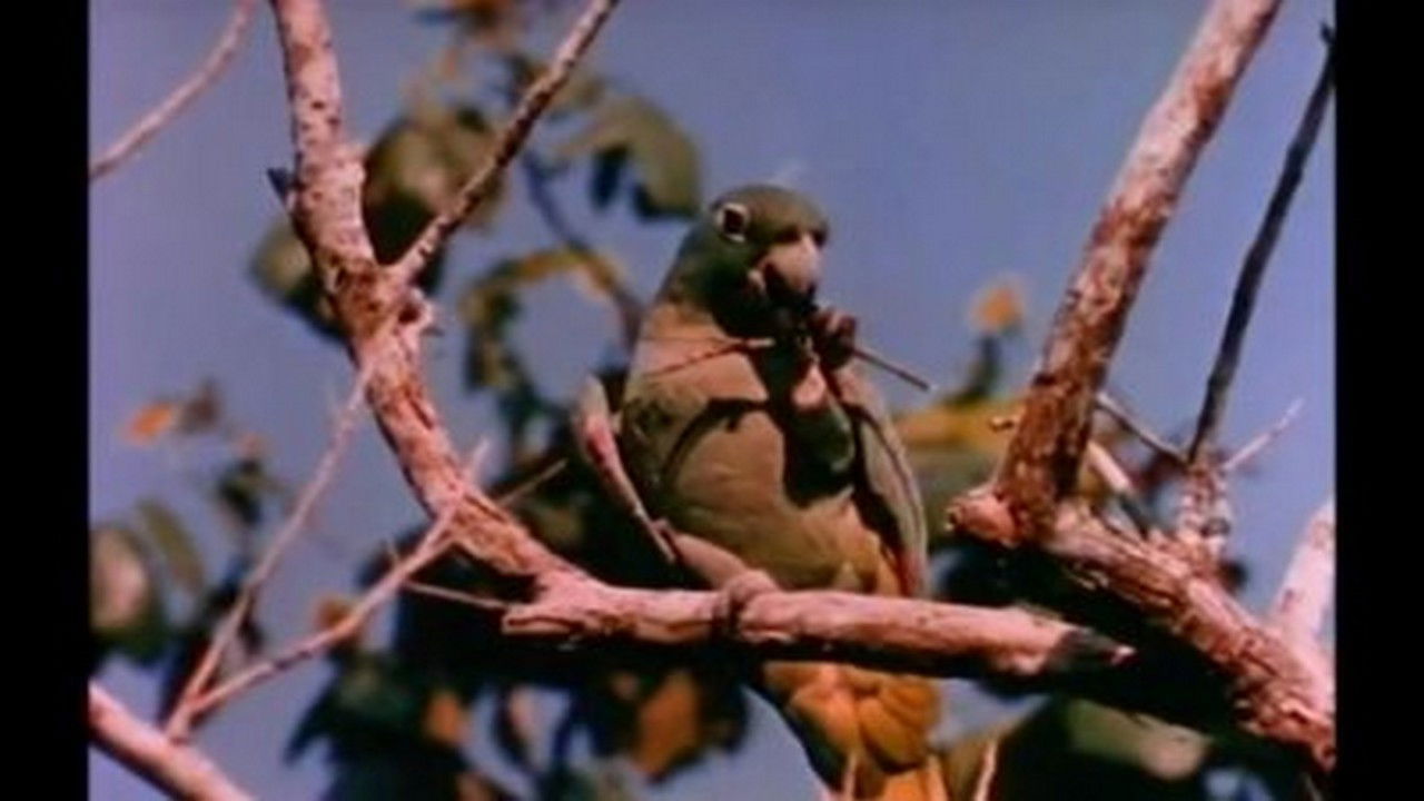 Mutual of Omaha's Wild Kingdom — Épisode 8