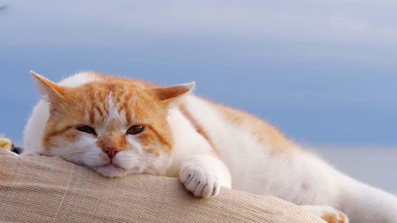 A Cat's-Eye View of Japan - Season 4 Episode 6 : Kamakura: Local Favorites
