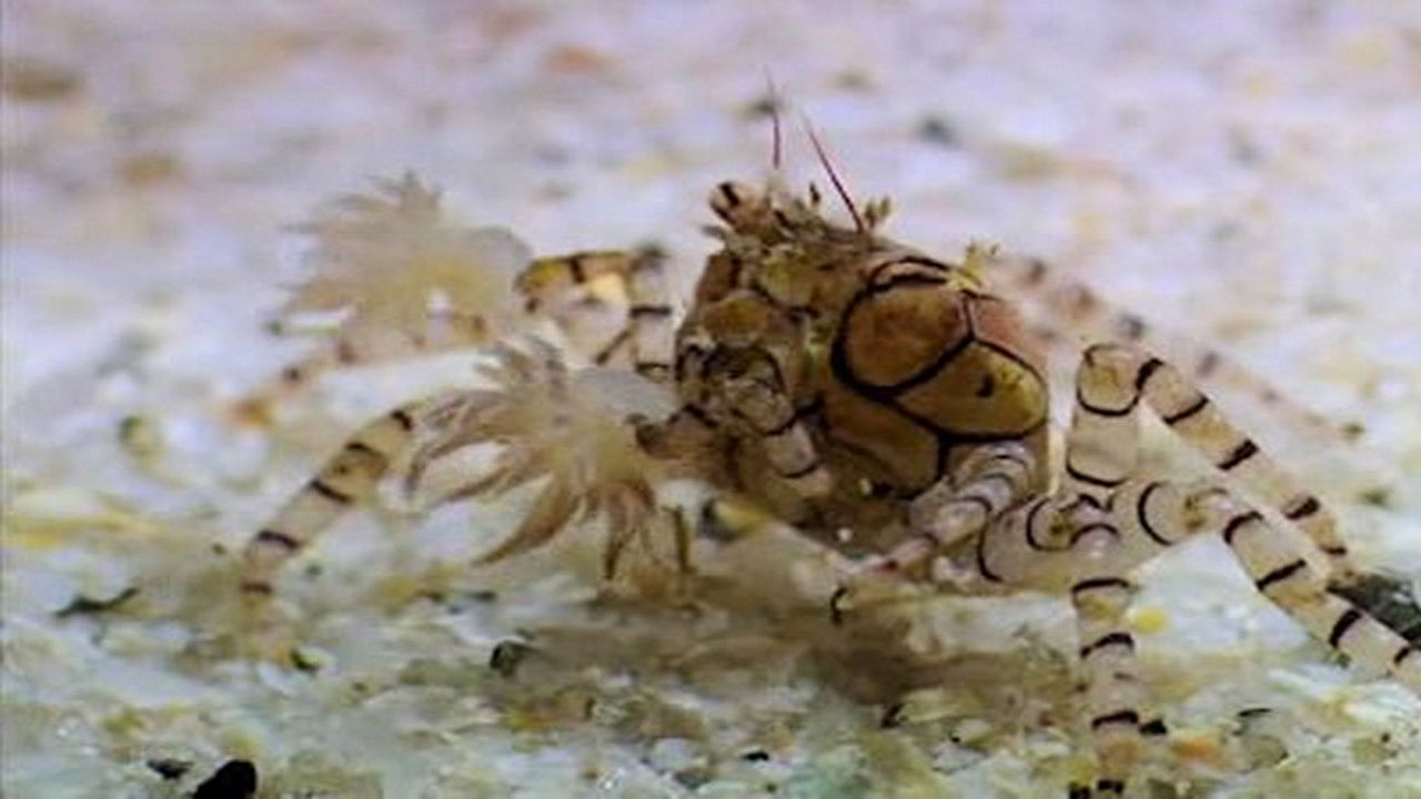 Animaux trop humains — L'animal et l'outil