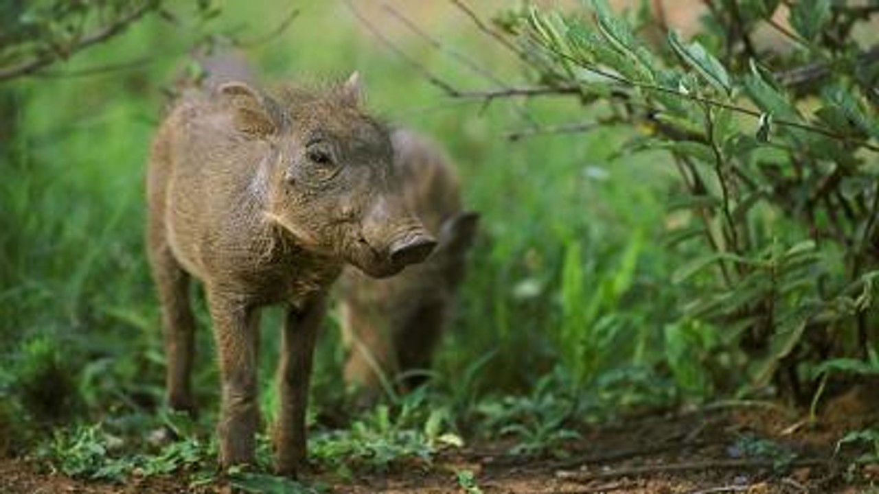 All About Animals — Épisode 18