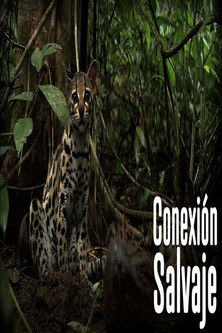 Wild Connection poster