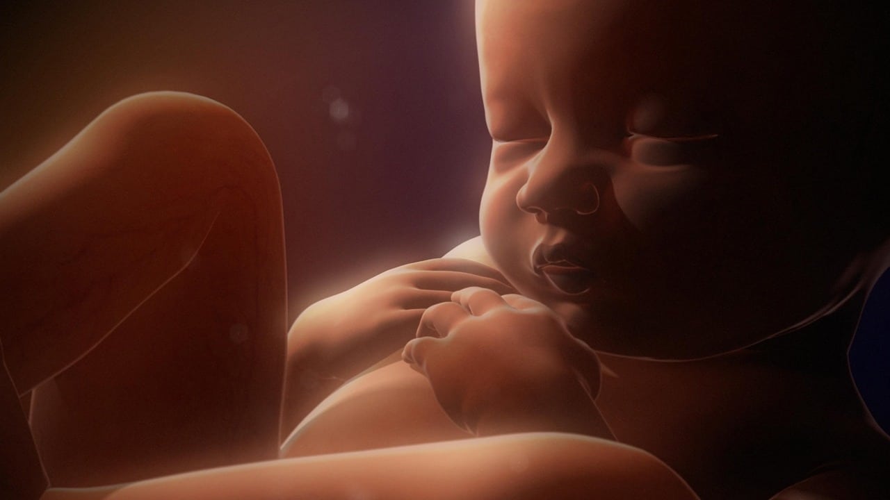 In the Womb: Multiples Backdrop Image