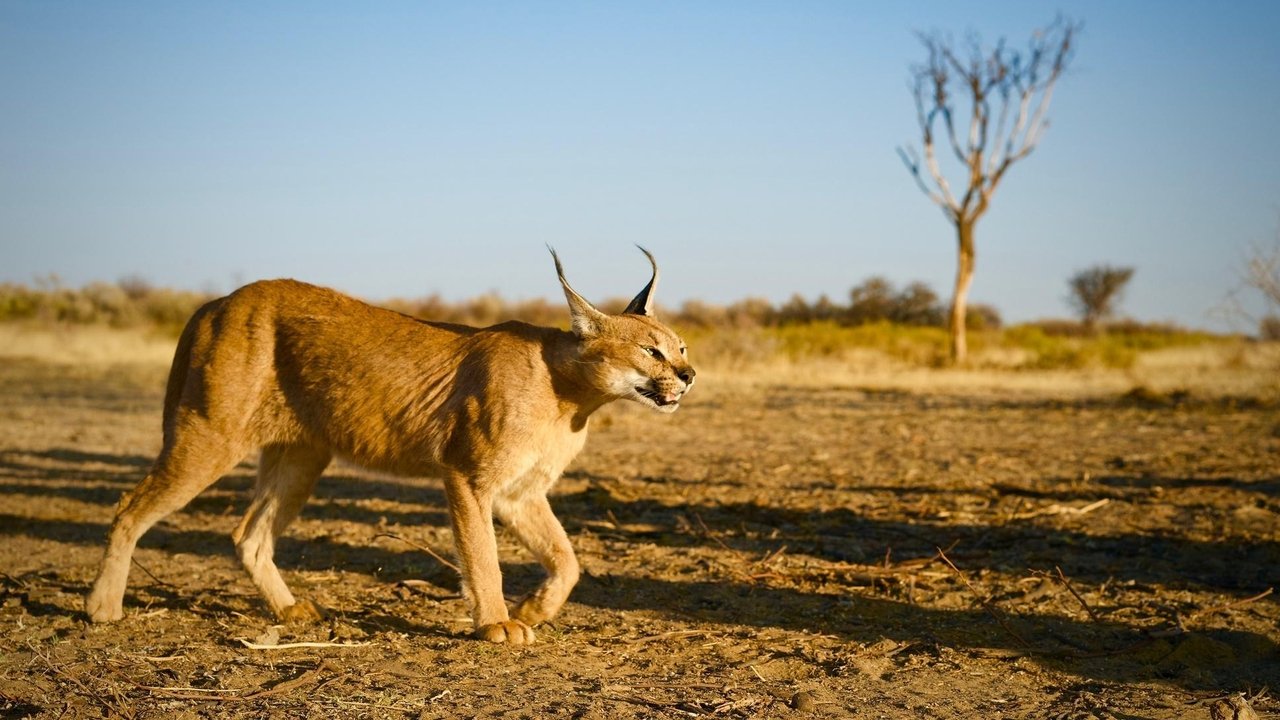 Nature - Season 35 Episode 4 : The Story of Cats: Asia to Africa