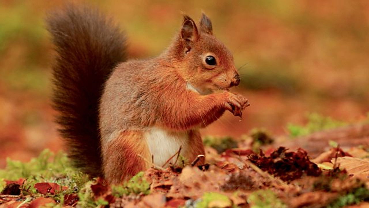 Autumnwatch — Épisode 3