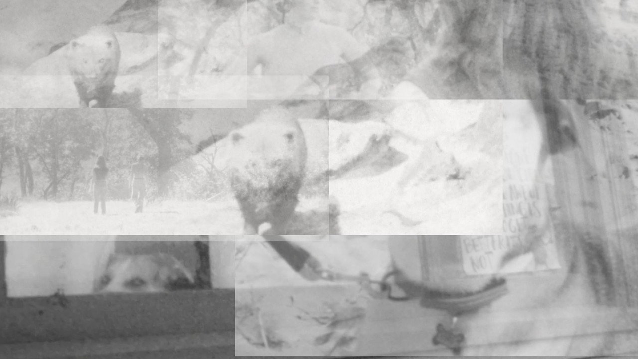 Immagine di copertina del trailer di False Freedom