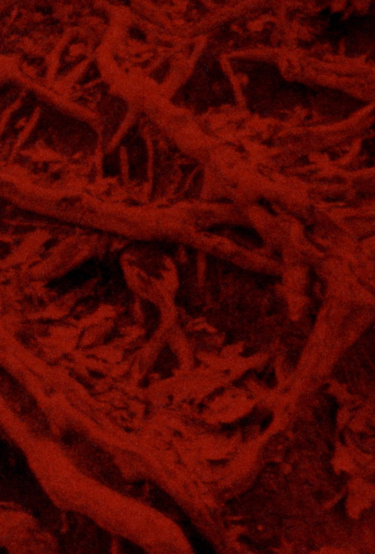 Language of the Entrails