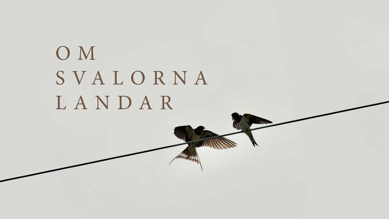 Om svalorna landar