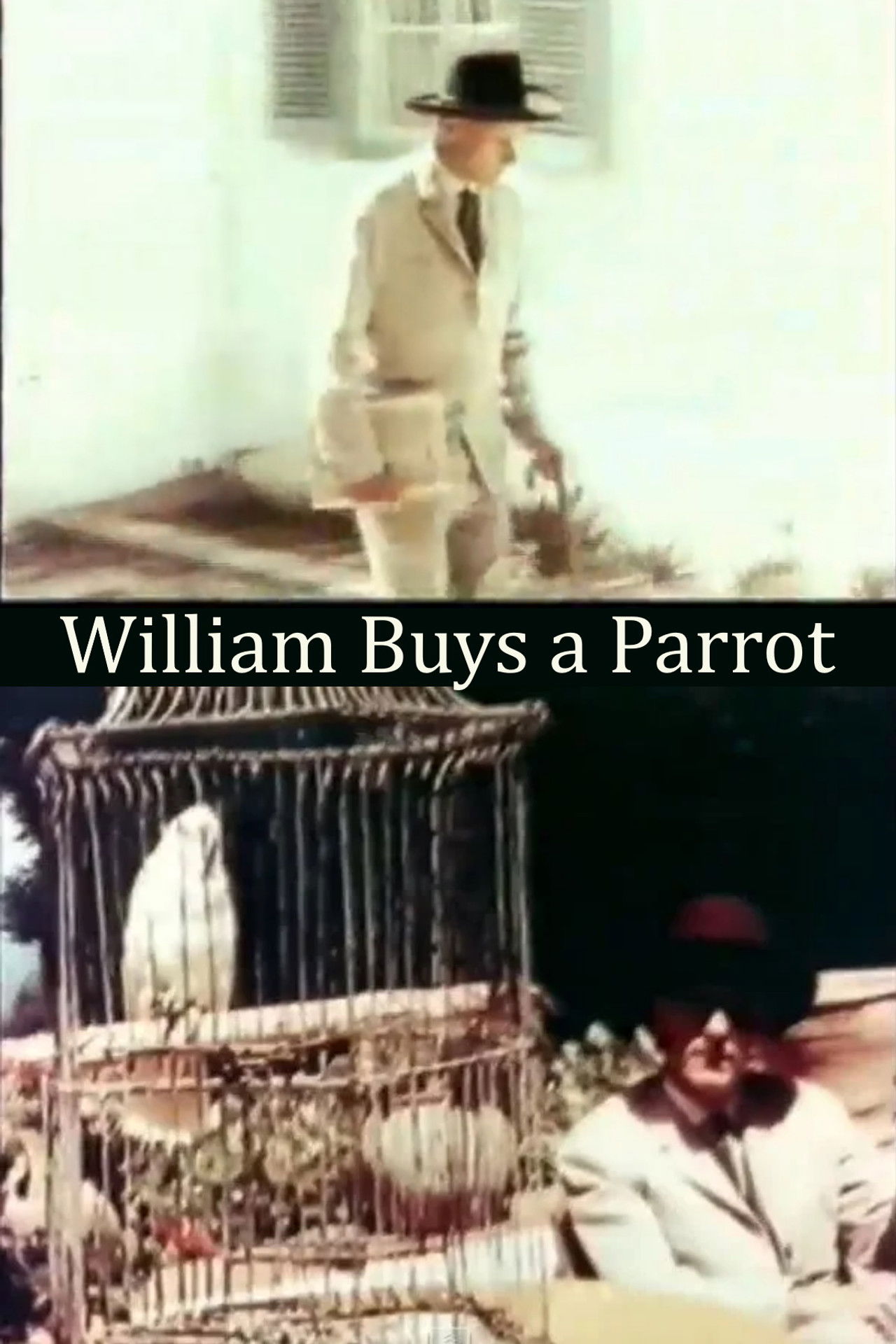 William Buys a Parrot Backdrop