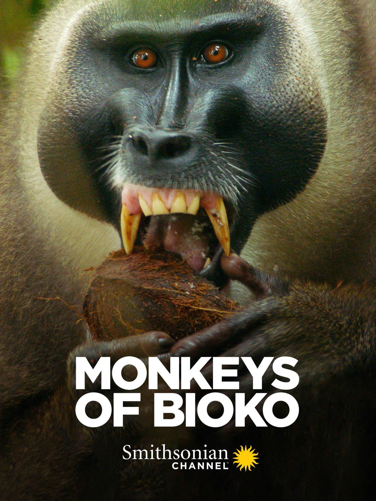 Monkeys of Bioko filmaffisch