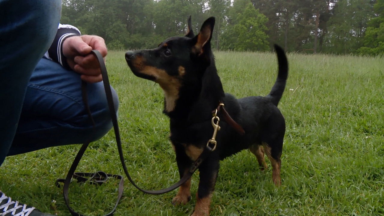 Mitt liv som valp — Épisode 9