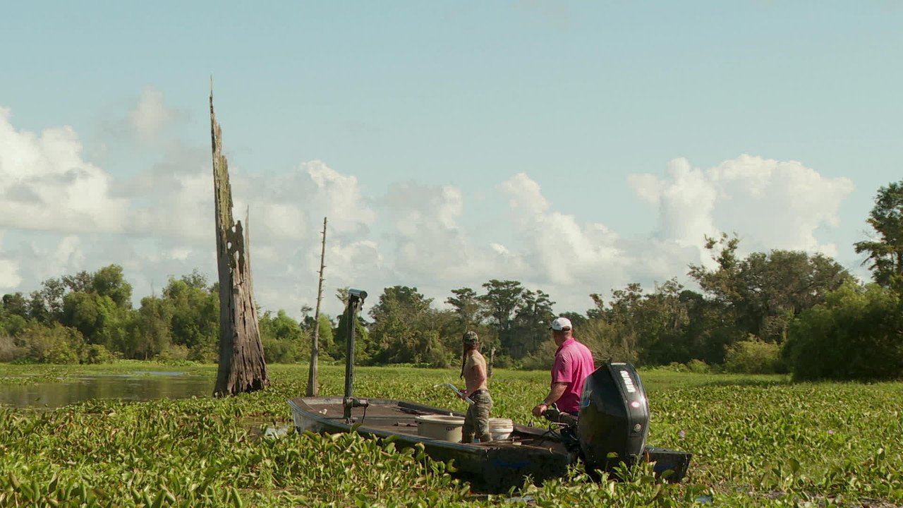 Swamp People - Season 14 Episode 15 : Big Gators or Bust