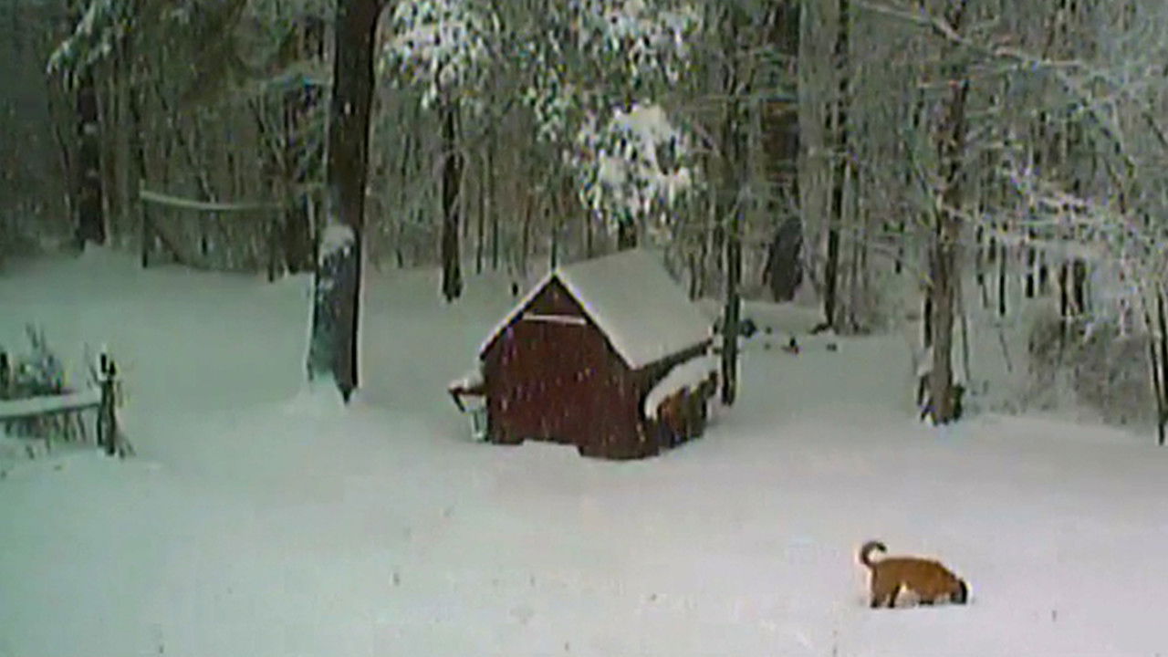 THE LIFE AND DEATH OF ORSON GREER