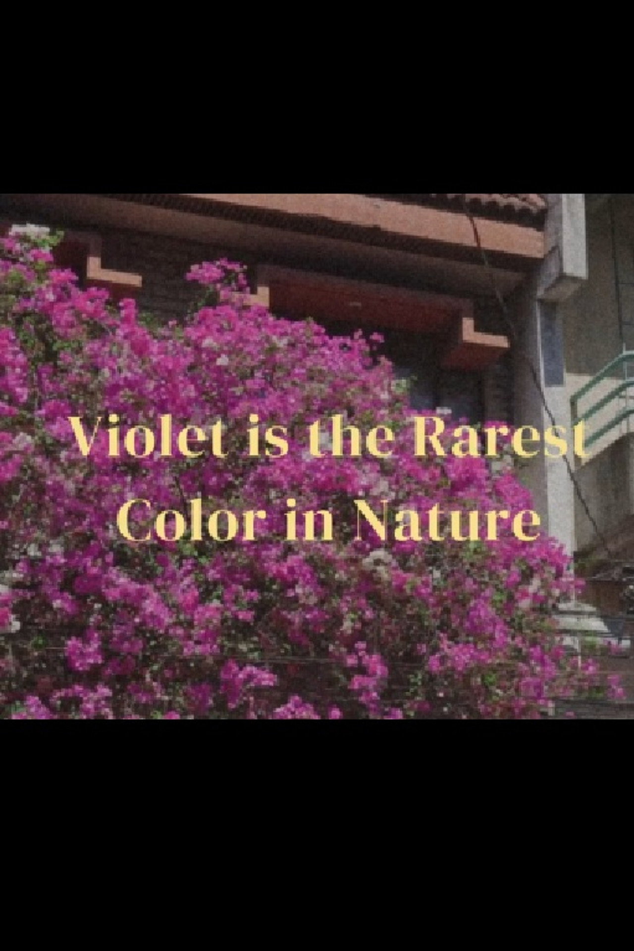 Violet is the rarest color in nature filmaffisch
