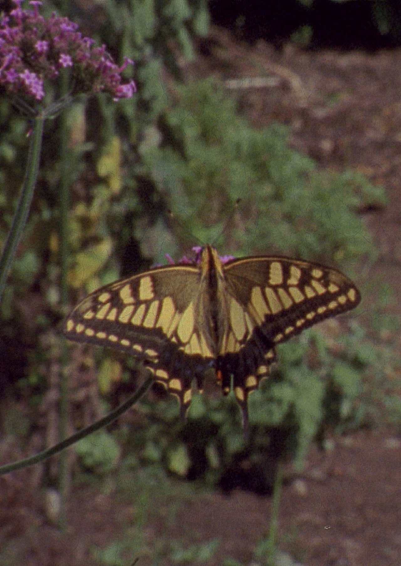 Atomic Garden filmaffisch