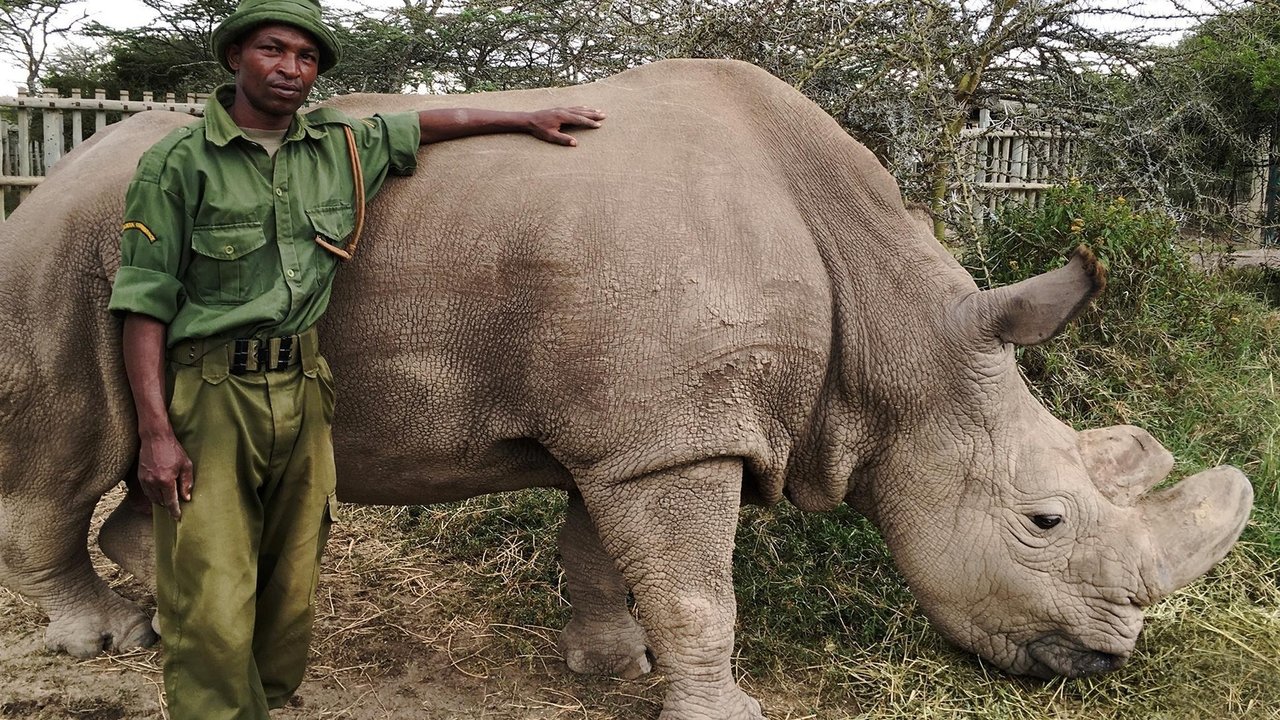 Nature - Season 36 Episode 11 : The Last Rhino