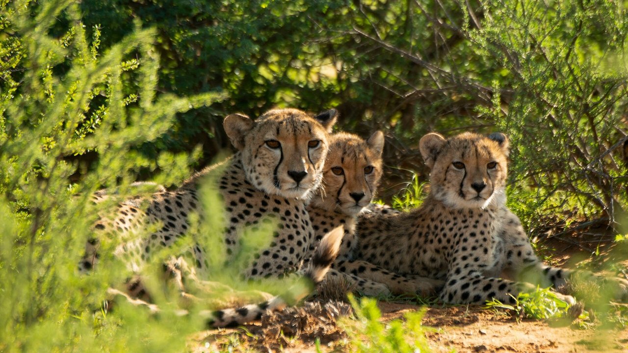 Cheetah Family & Me background