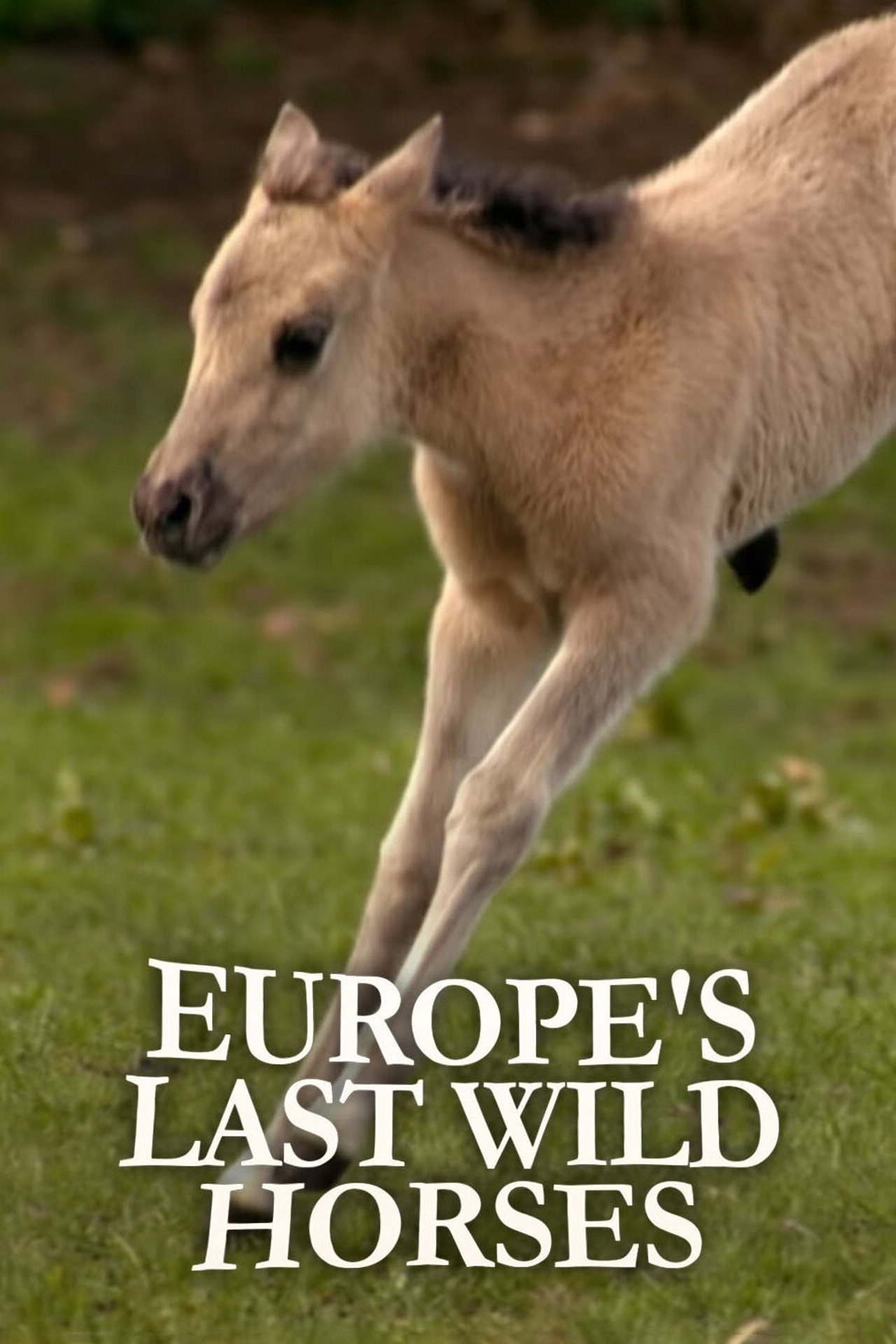 Die letzten Europas - Wildpferde im Münsterland filmaffisch