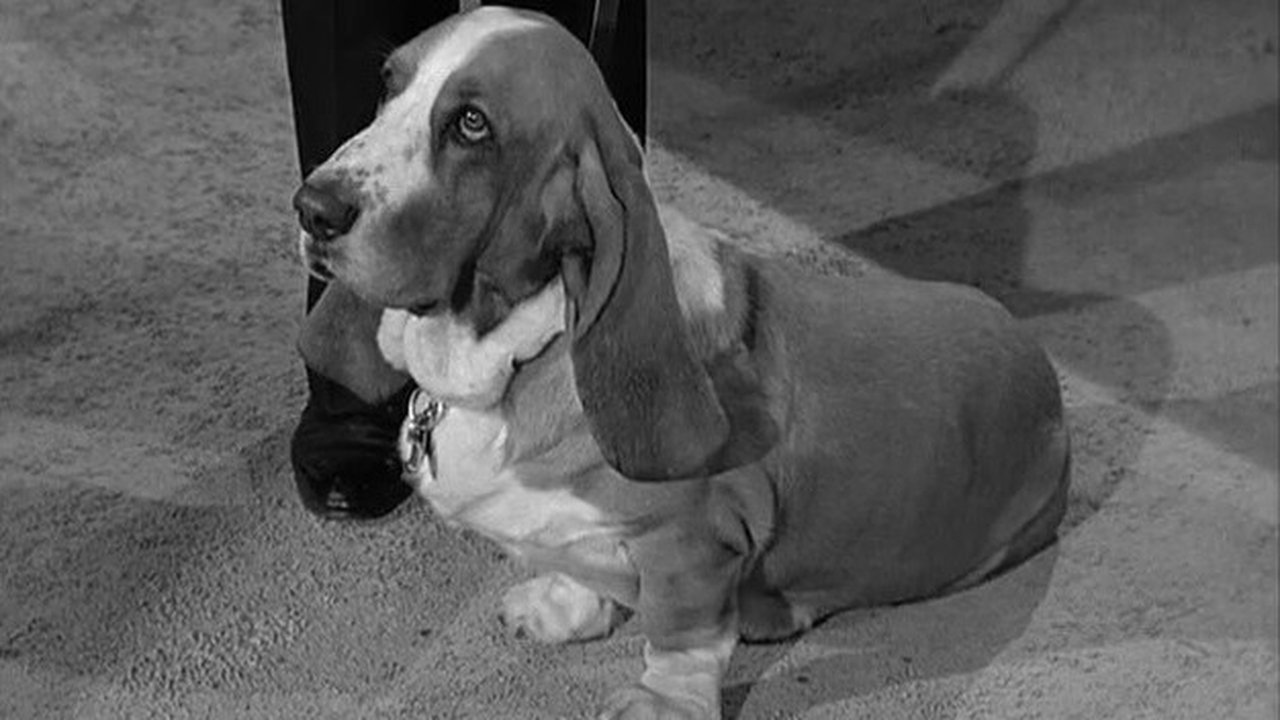 Petticoat Junction - Season 1 Episode 32 : Dog Days at Shady Rest