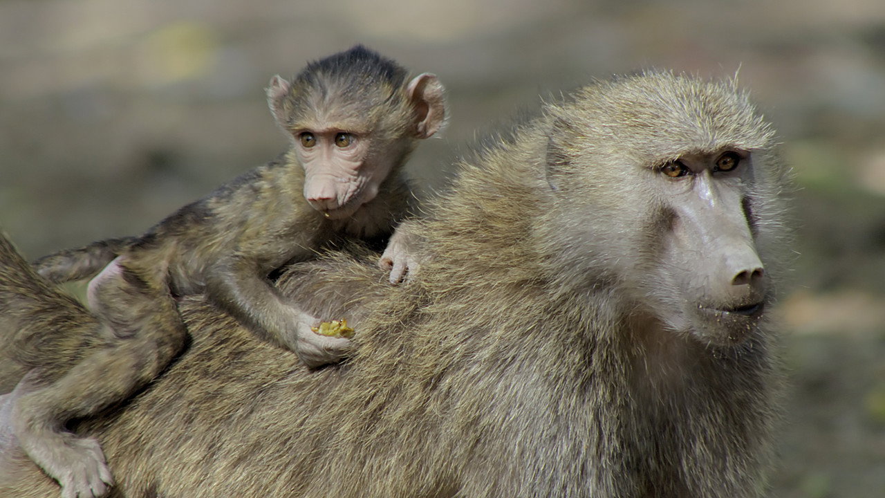 Watch Land of Primates (2016) online free - all seasons