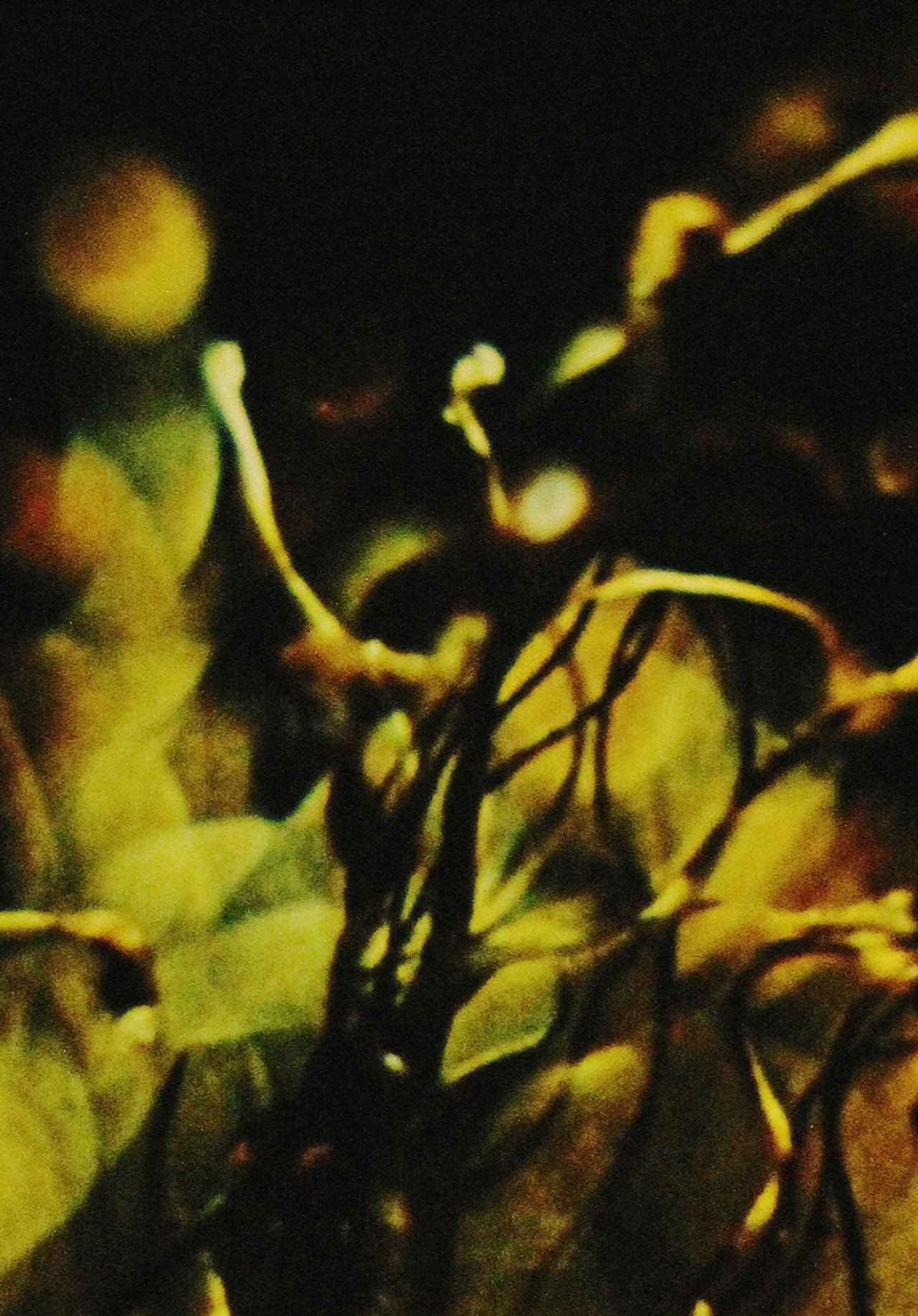 A Study in Natural Magic filmaffisch
