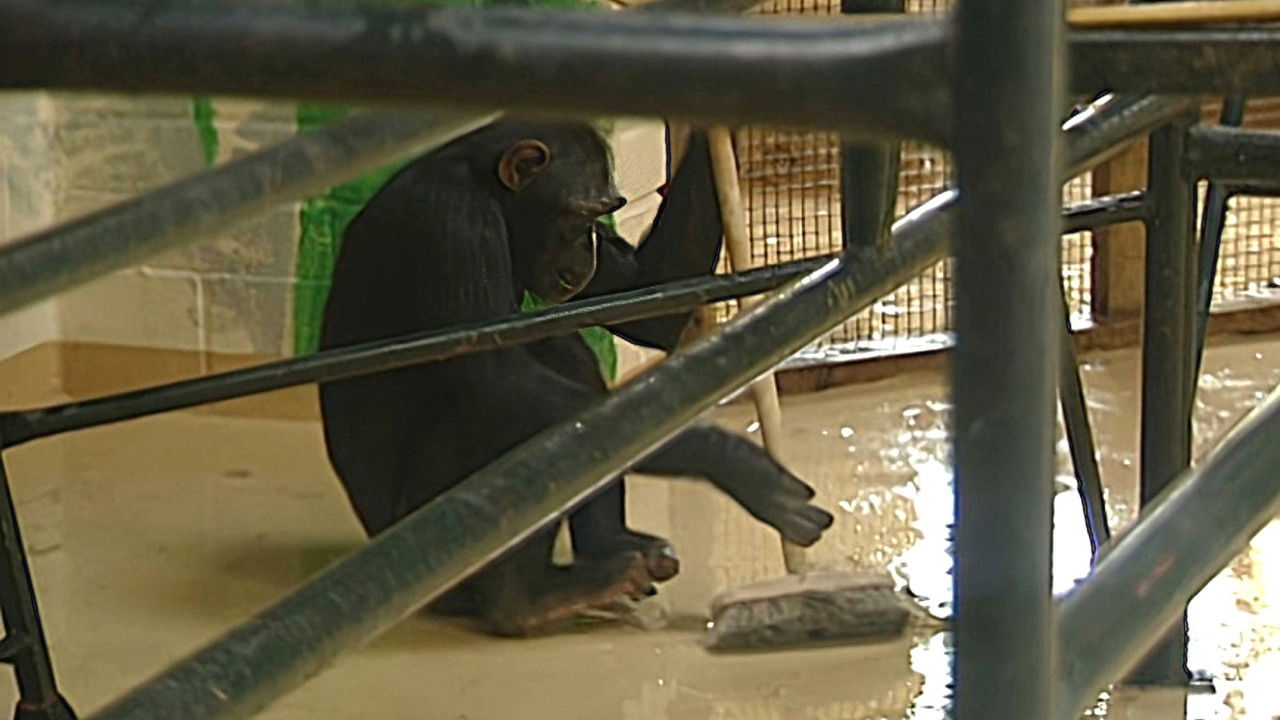 Monkey Business — Épisode 8