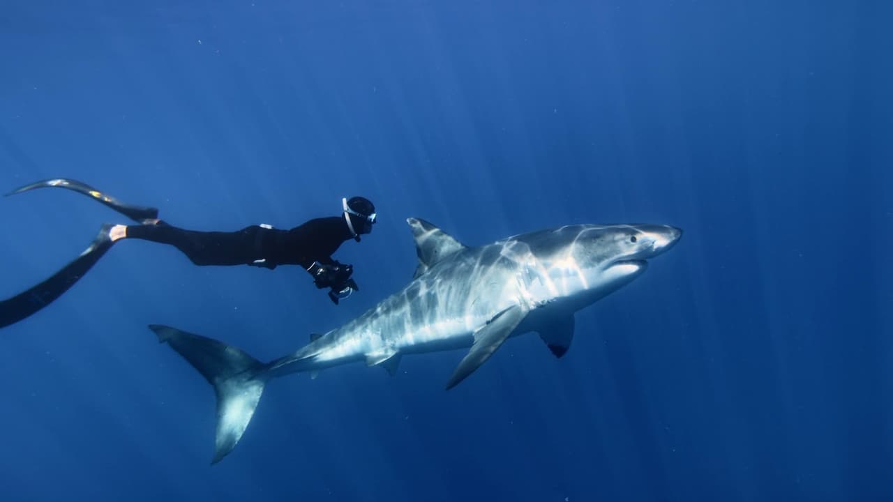 Scen från Great White Shark