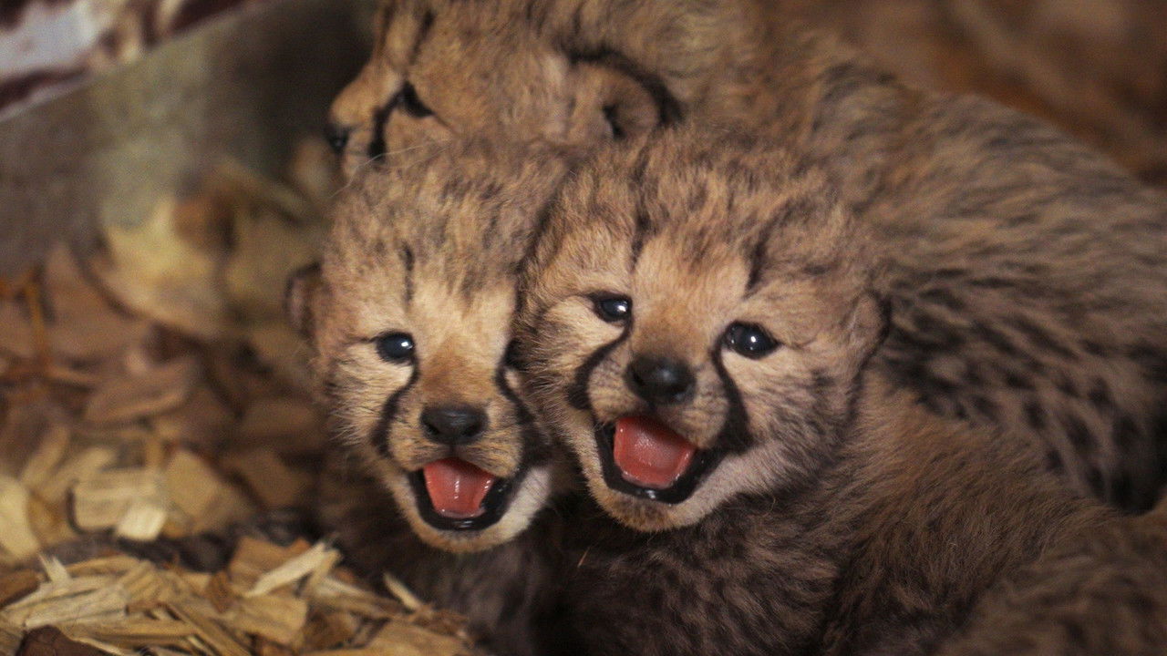 Dyrepasserne — Épisode 13