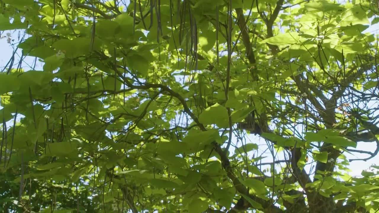Natur im Garten - Season 25 Episode 9 : Episode 9