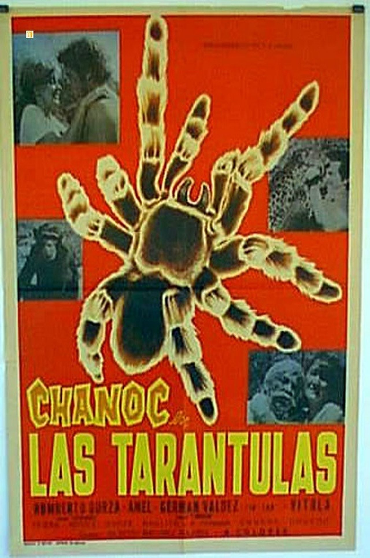 Las tarántulas Las tarántulas