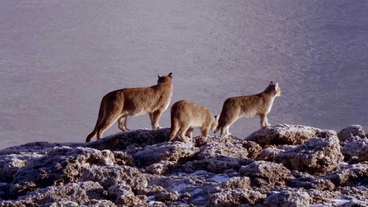 Al sur del invierno está la nieve