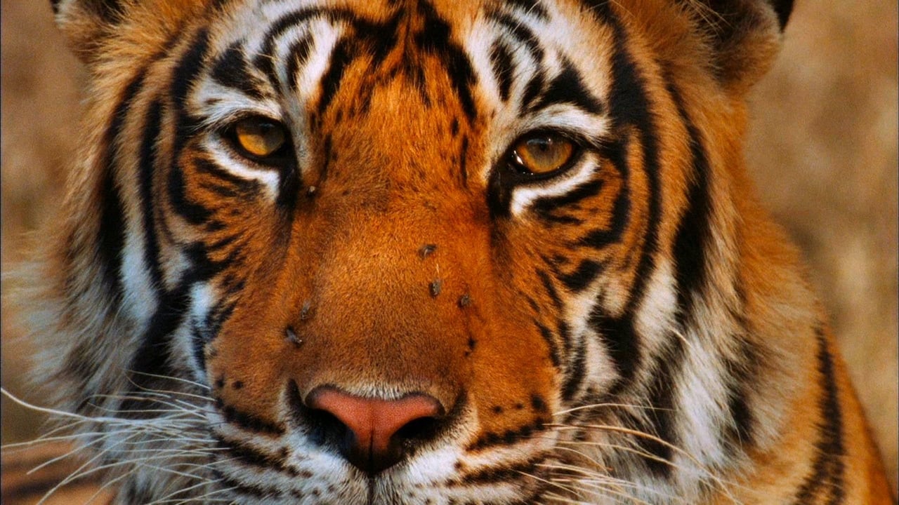Nature - Season 29 Episode 10 : Broken Tail: A Tiger's Last Journey