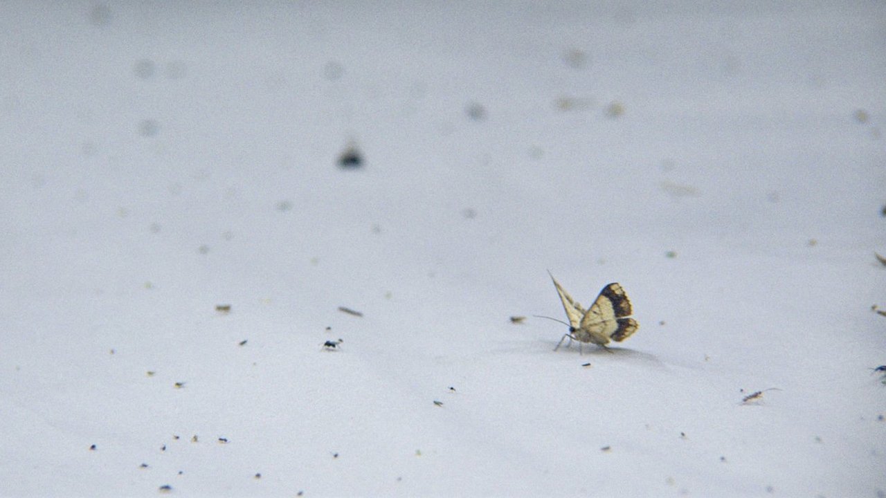 Night Colonies