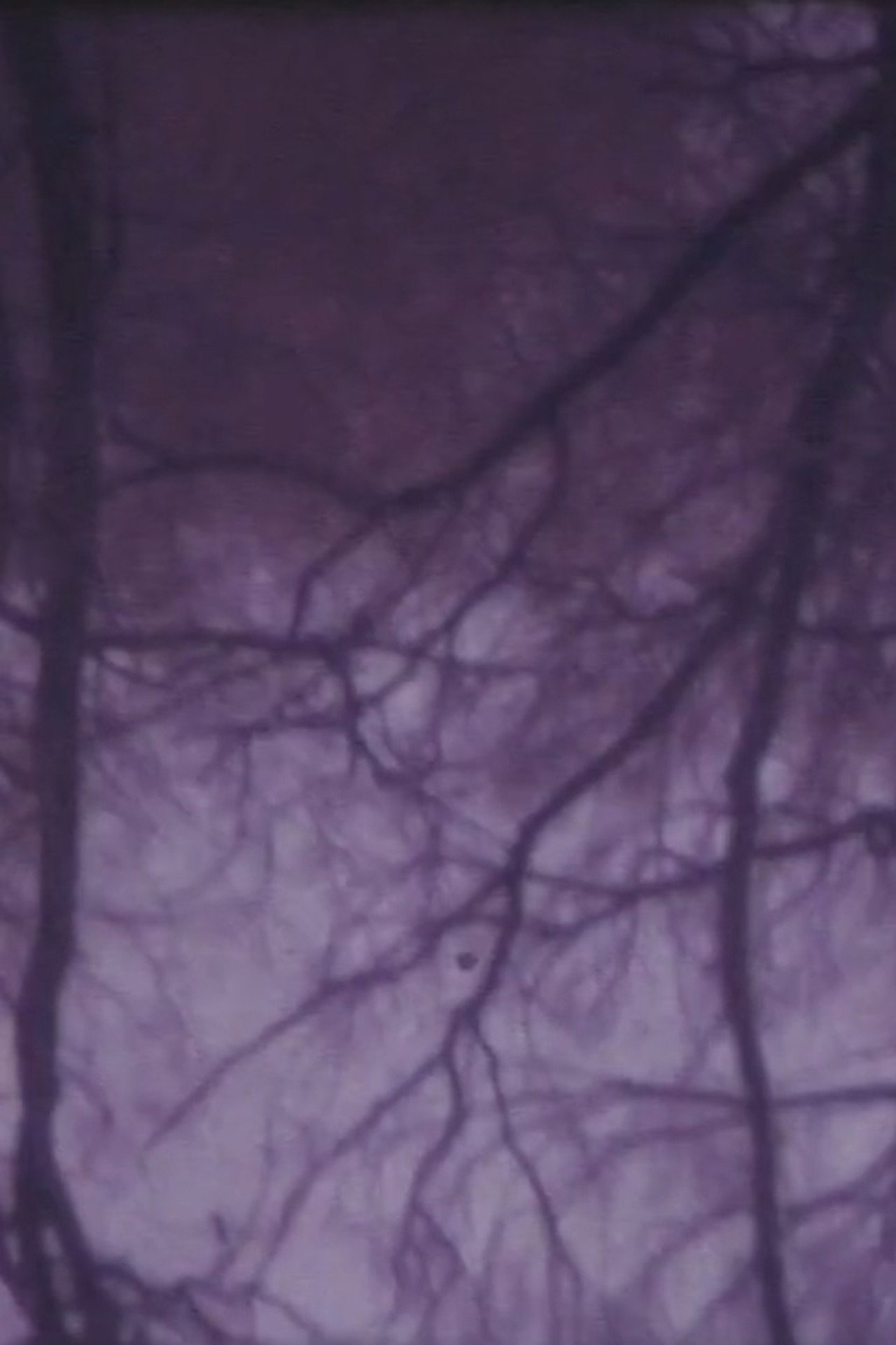The Burning Tree filmaffisch