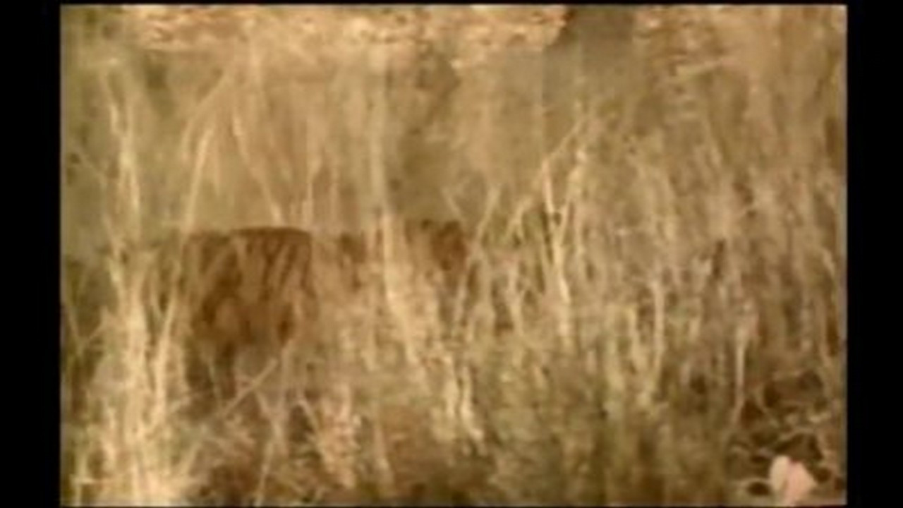 Mutual of Omaha's Wild Kingdom — Épisode 4