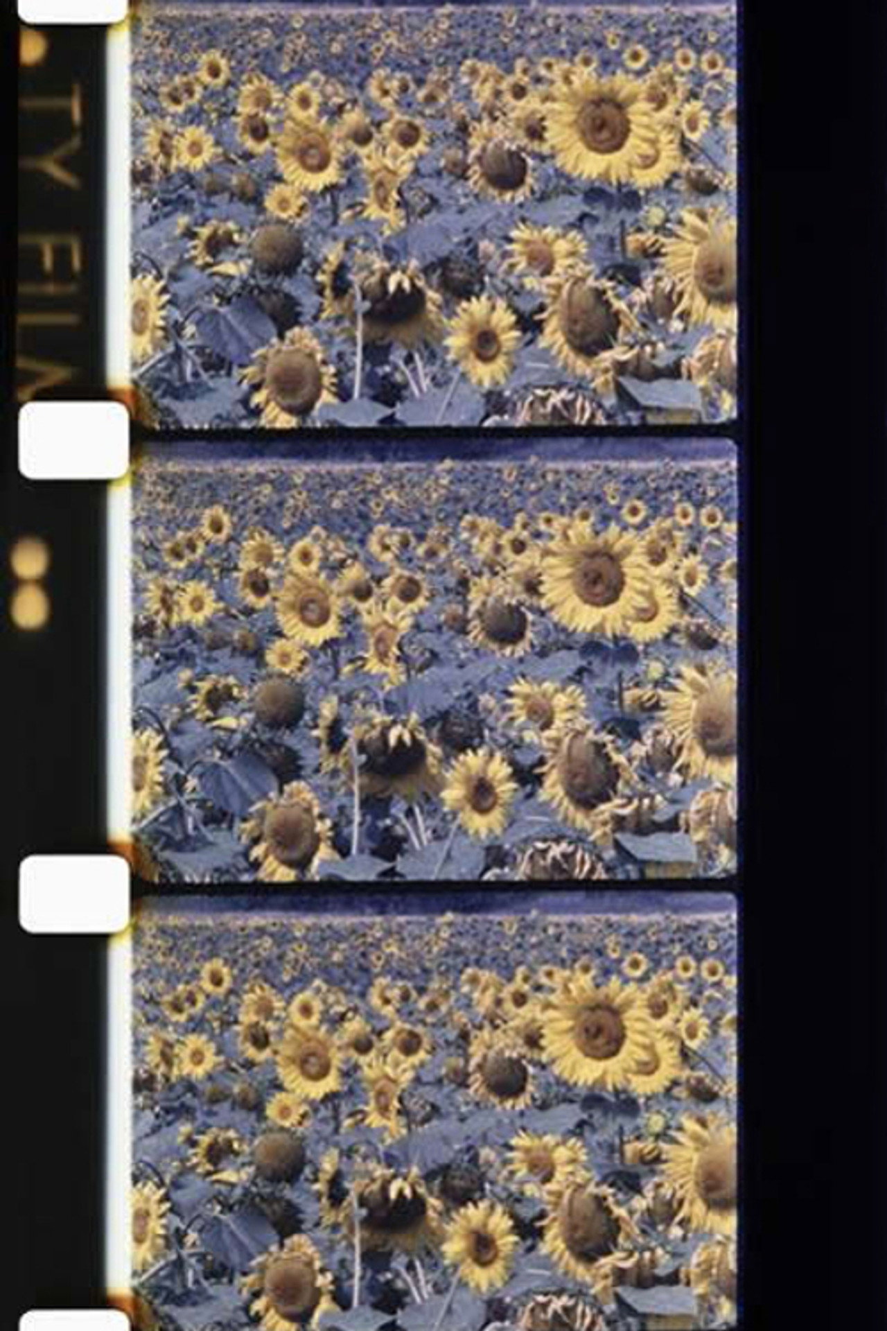 Les tournesols colorés filmaffisch