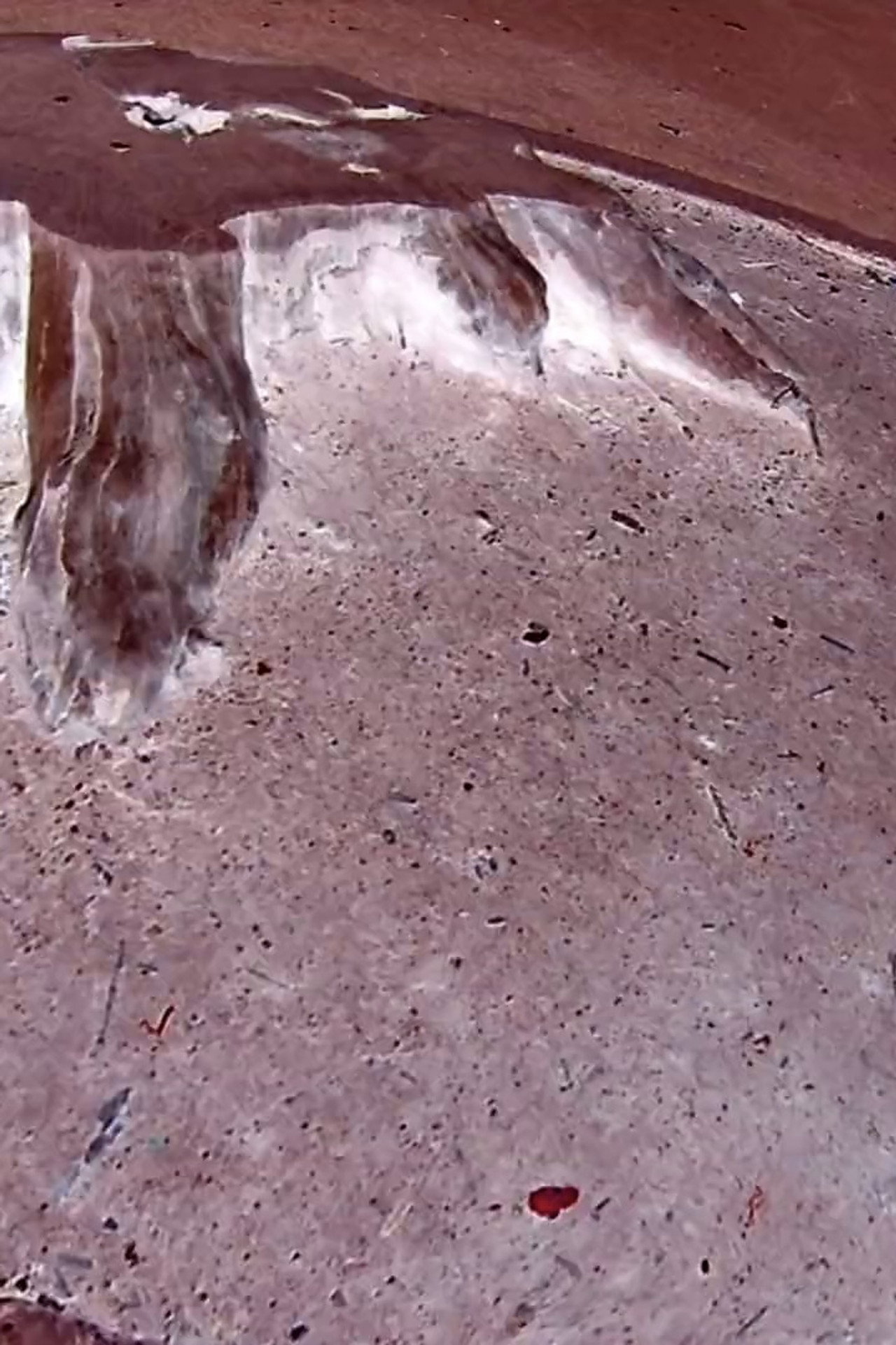 Tree Stump