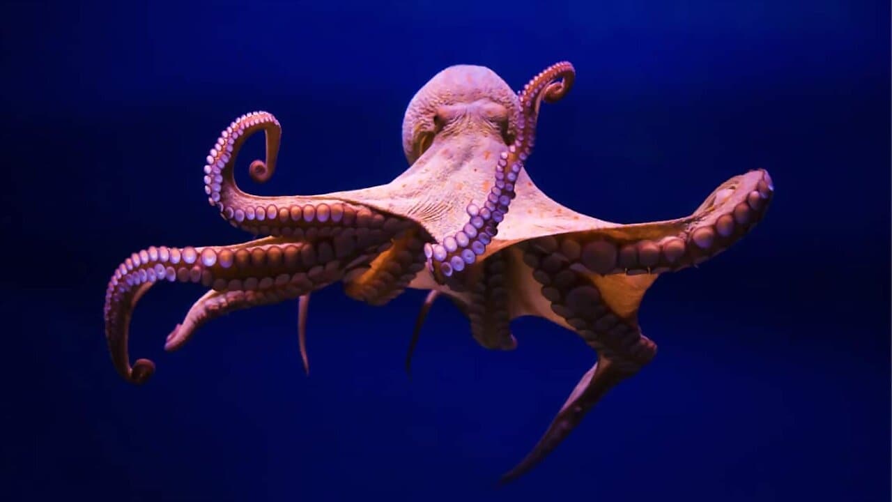 Scen från Cephalopods: The Reign of Suckers