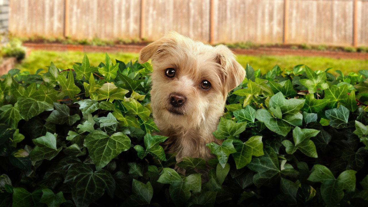 Puppy Place — still 14