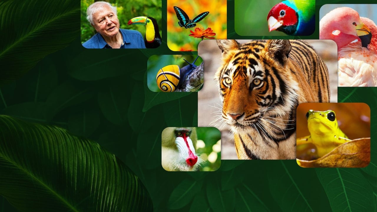 La vida a color con David Attenborough background