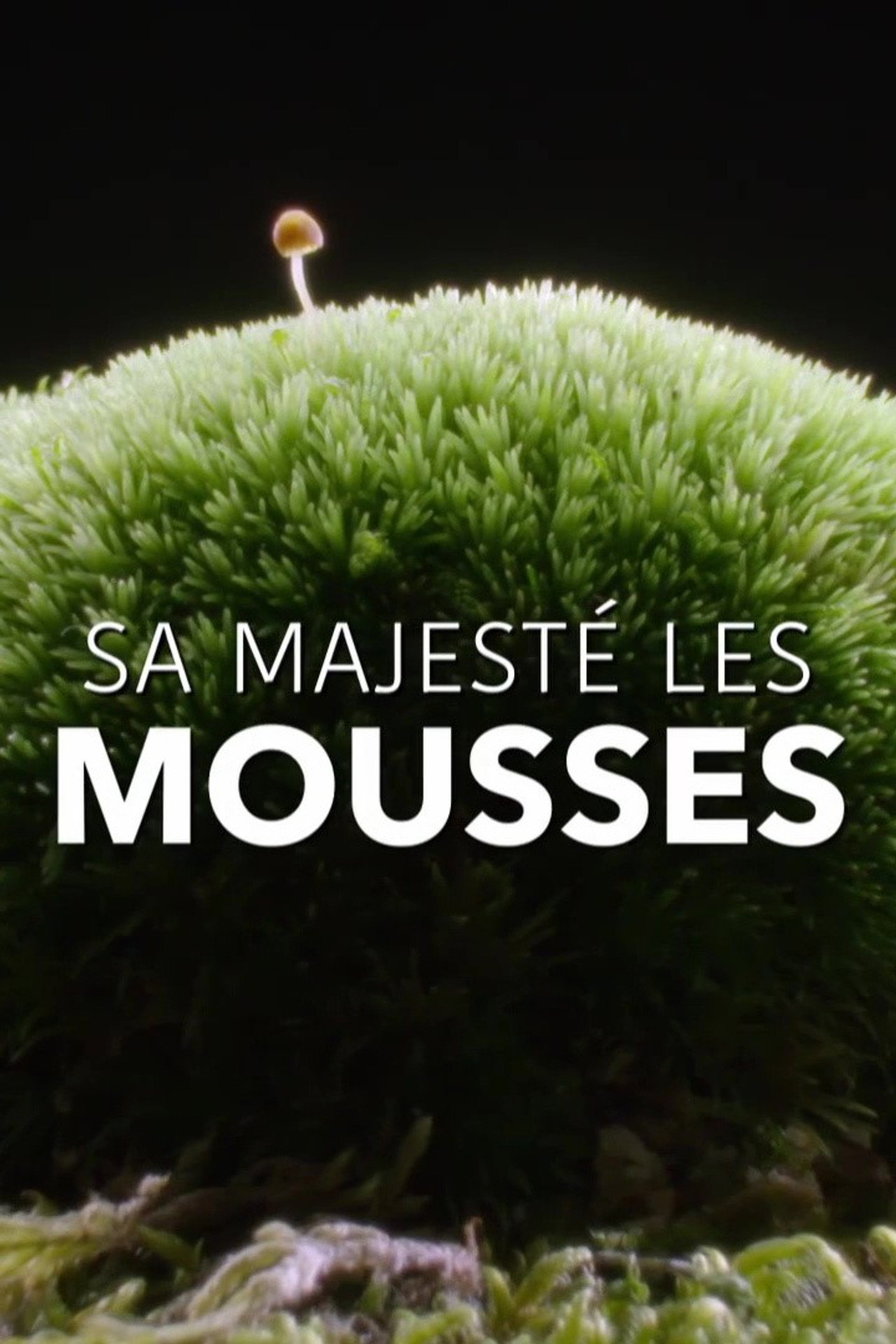 Sa Majesté les mousses filmaffisch