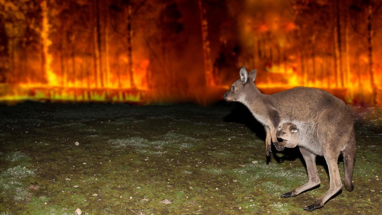 Nature - Season 39 Episode 2 : Australian Bushfire Rescue